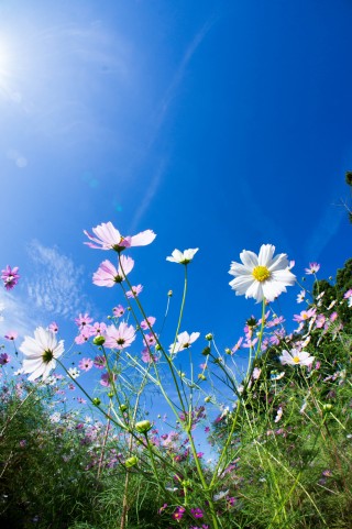 sky_flower