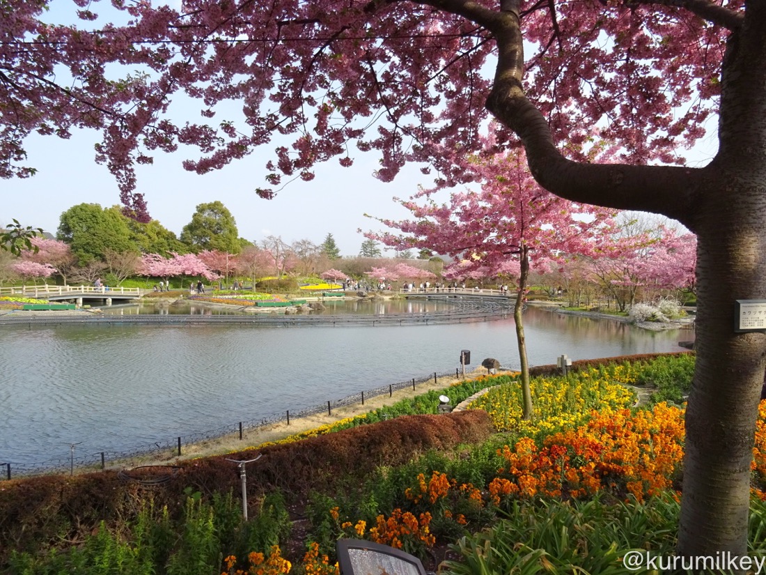 桜の庭