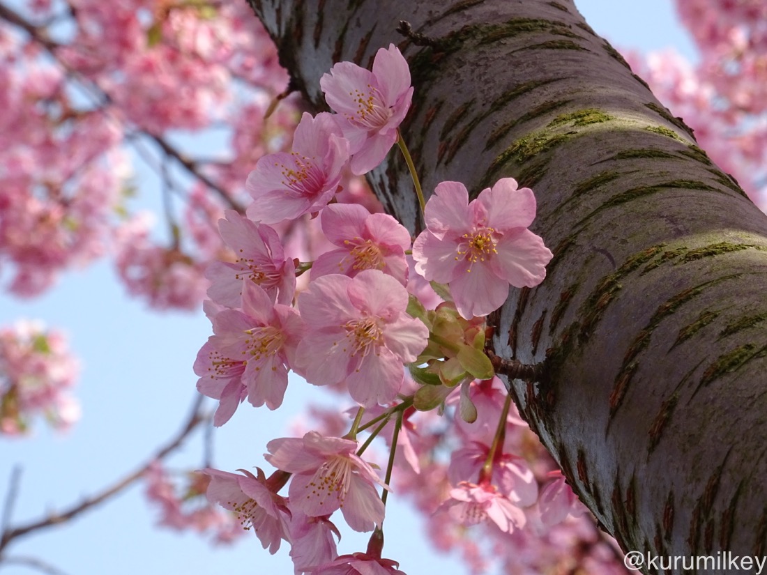 河津桜