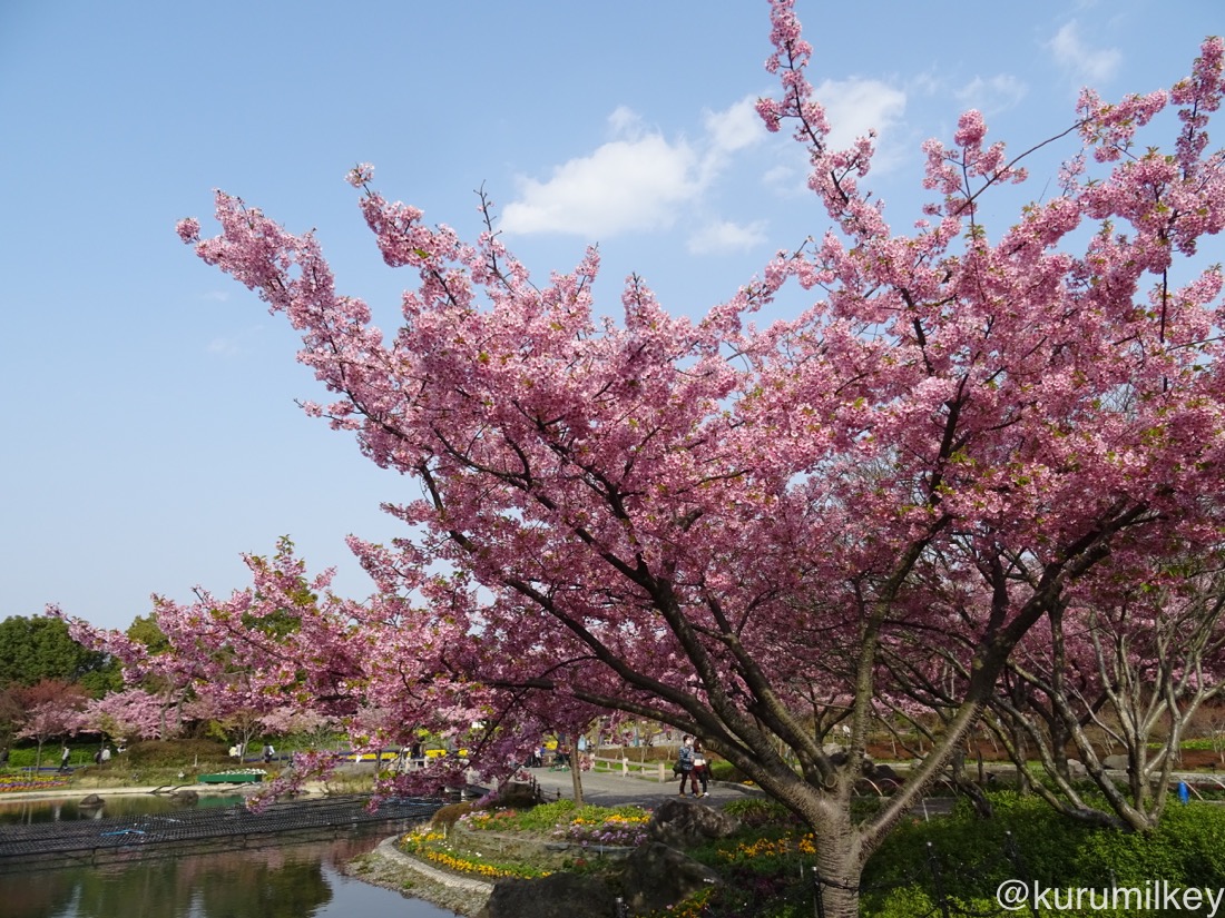 河津桜の木