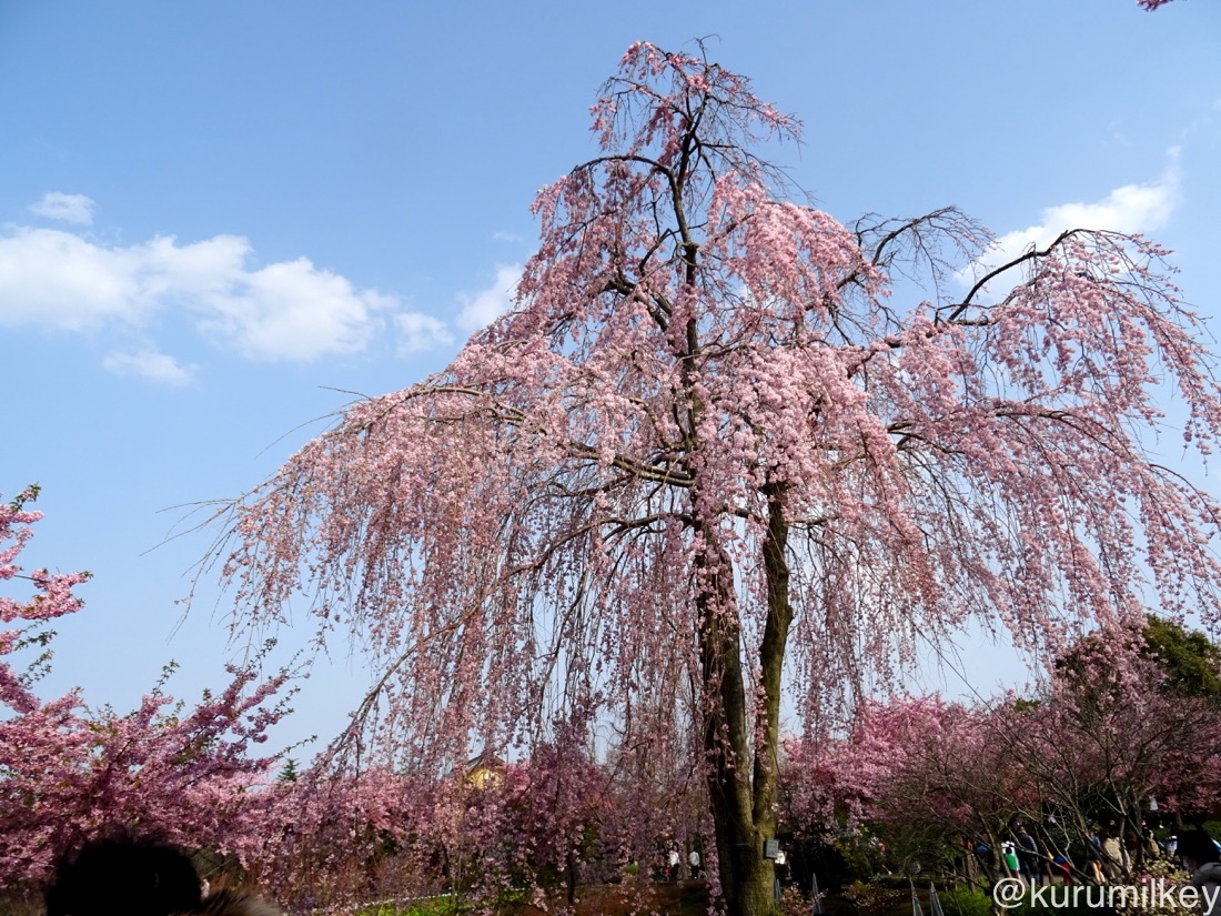 枝垂れ桜