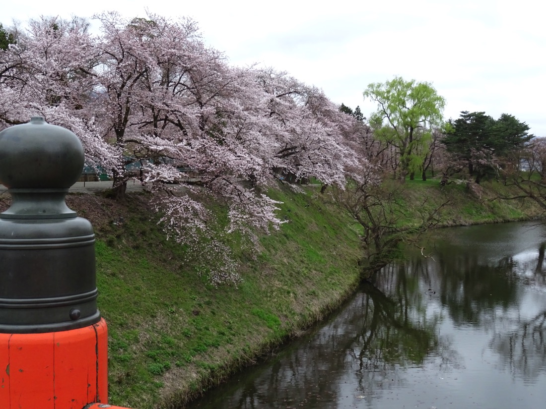 お堀の桜