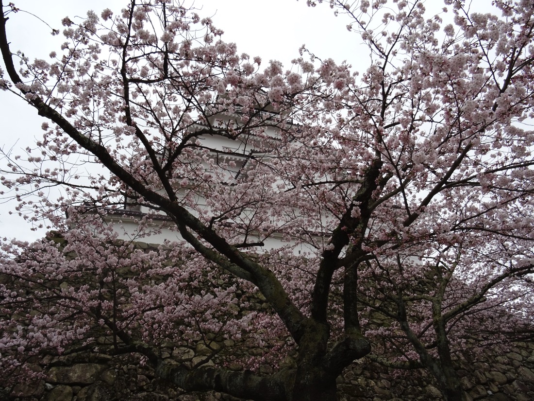 桜の間から鶴ヶ城