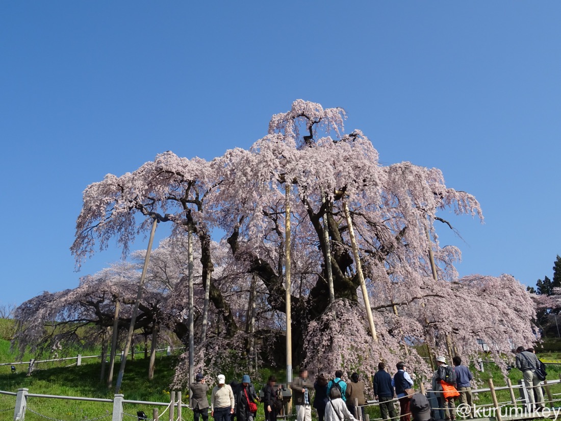 三春の滝桜（正面）