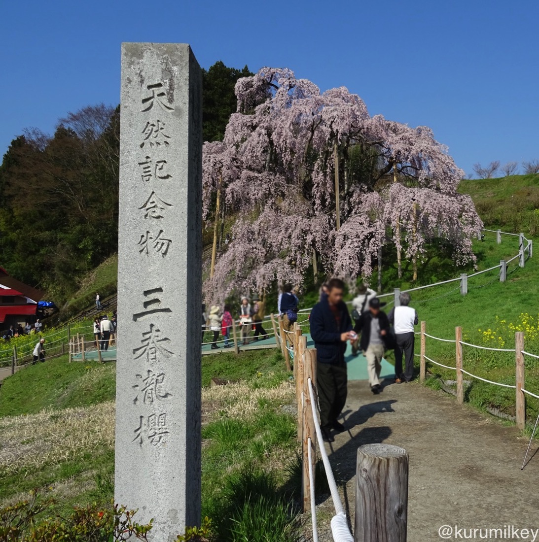 滝桜の石碑