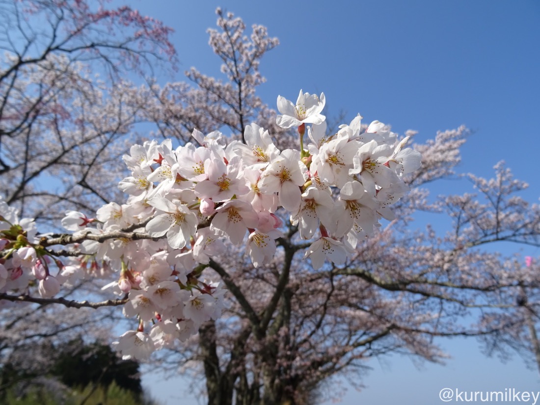 丘の上の桜