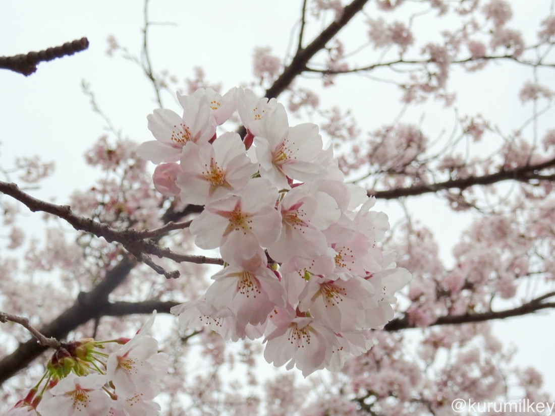 桜を寄りで