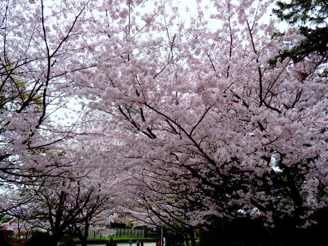 桜のトンネル