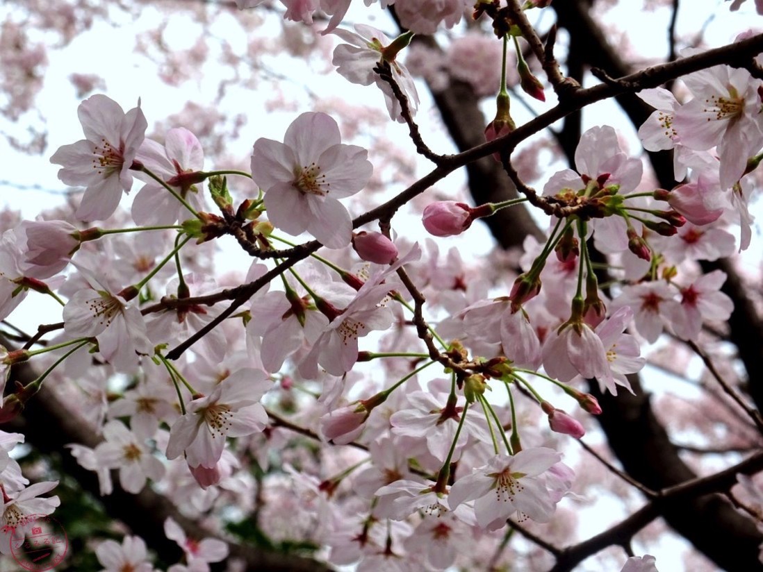 桜アップ