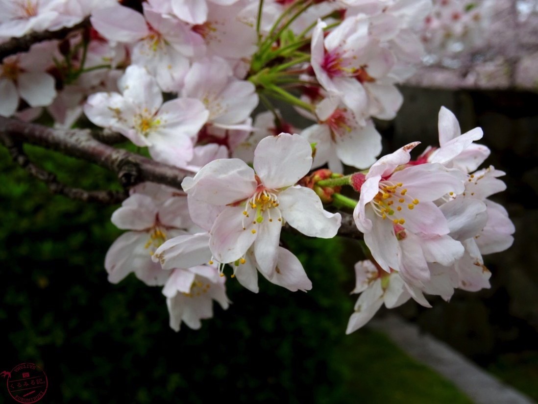 桜寄り